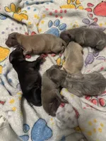 Frankincense, a male Italian Greyhound for sale in Pueblo, CO – Photo 8 of 8