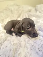 Frankincense, a male Italian Greyhound for sale in Pueblo, CO – Photo 4 of 8