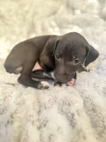 Frankincense, a male Italian Greyhound for sale in Pueblo, CO – Photo 3 of 8