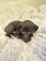 Frankincense, a male Italian Greyhound for sale in Pueblo, CO – Photo 6 of 8