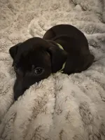 Frankincense, a male Italian Greyhound for sale in Pueblo, CO – Photo 2 of 8