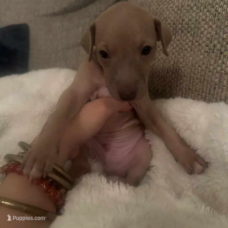 Mr. Beast – Italian Greyhound puppy for sale in Pueblo, CO