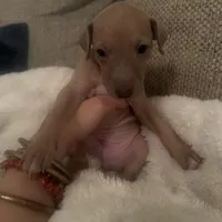 Mr. Beast, a male Italian Greyhound for sale in Pueblo, CO – 1 of 6