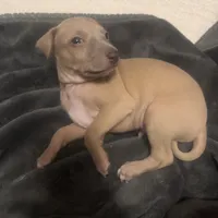 Mr. Beast, a male Italian Greyhound for sale in Pueblo, CO – 5 of 6