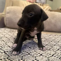 LeBron James- 🐾 Seal colored Italian Greyhound, a male Italian Greyhound for sale in Pueblo, CO – 6 of 6