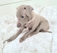 processed/110680ad-ad87-4941-9517-bad46c6332dc/listing/e864acb2-c8b8-4af4-a2ed-6bcfd4df5be5/784f9ca0-180e-455b-b8dd-8c68199d38b6