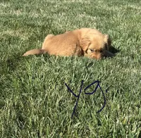 Lila, a female Golden Retriever for sale in Cookeville, TN – Photo 3 of 5