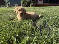 Lila, a female Golden Retriever for sale in Cookeville, TN – Photo 2 of 5