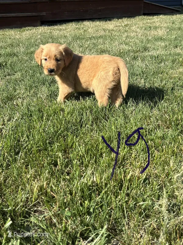 Lila – Golden Retriever puppy for sale in Cookeville, TN