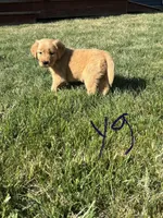 Lila, a female Golden Retriever for sale in Cookeville, TN – Photo 1 of 5