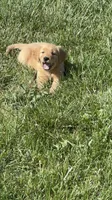 Jessie, a female Golden Retriever for sale in Cookeville, TN – Photo 2 of 7