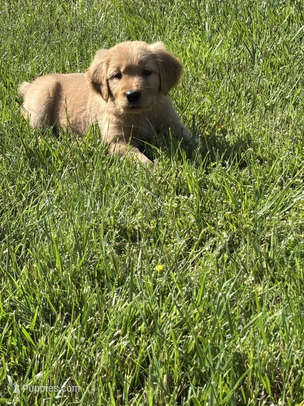 Jessie – Golden Retriever puppy for sale in Cookeville, TN