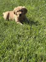 Jessie, a female Golden Retriever for sale in Cookeville, TN – Photo 1 of 7