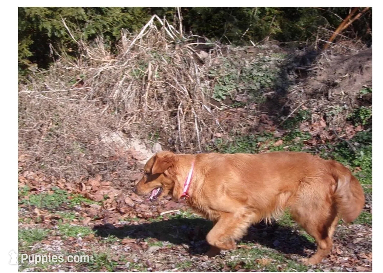 Lila, a female Golden Retriever for sale in Cookeville, TN – Photo 5 of 5