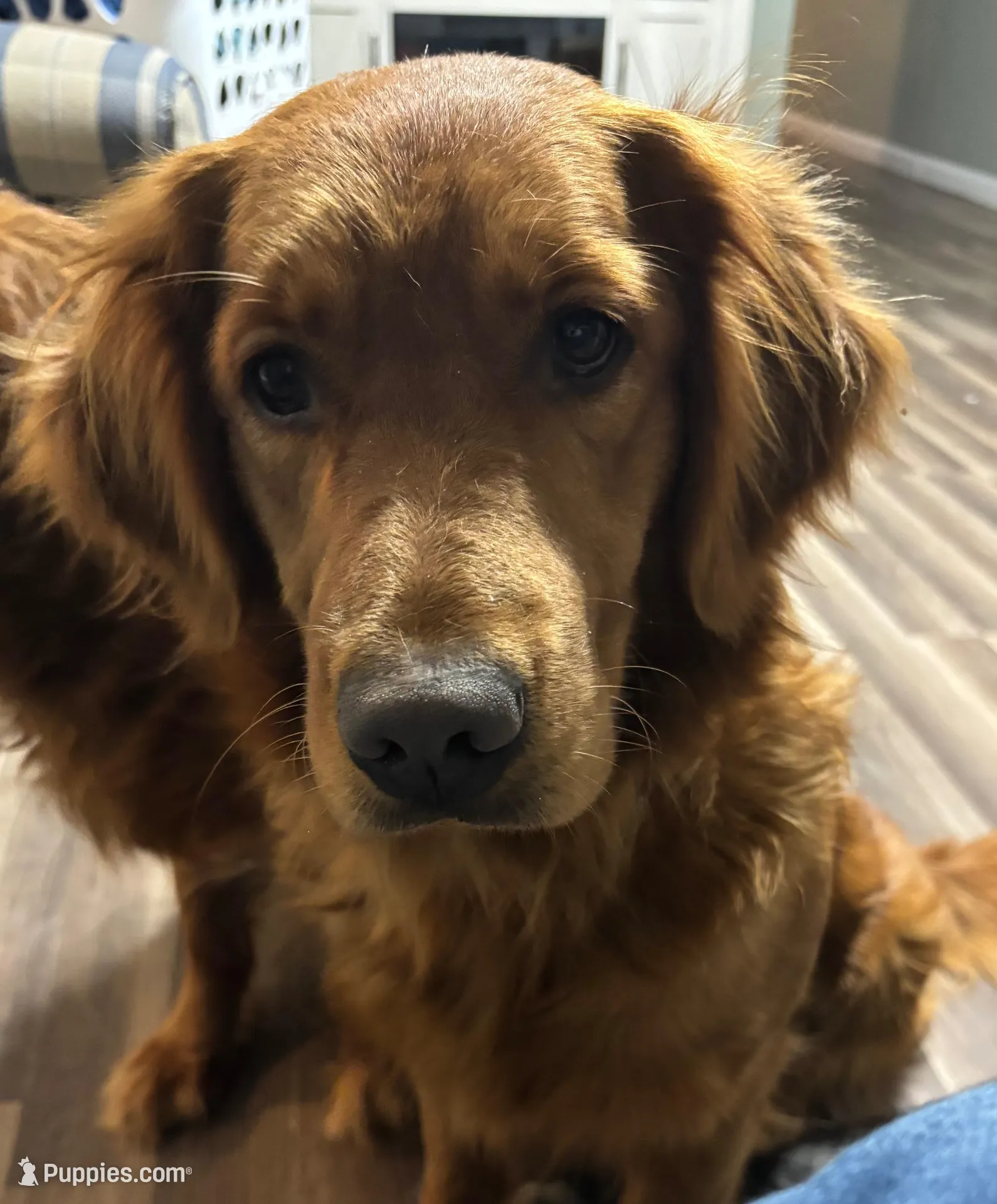 Lila, a female Golden Retriever for sale in Cookeville, TN – Photo 4 of 5