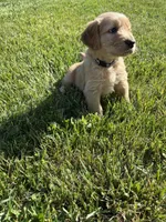 Jack, a male Golden Retriever for sale in Cookeville, TN – Photo 2 of 5