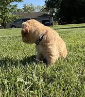 Jack, a male Golden Retriever for sale in Cookeville, TN – Photo 3 of 5