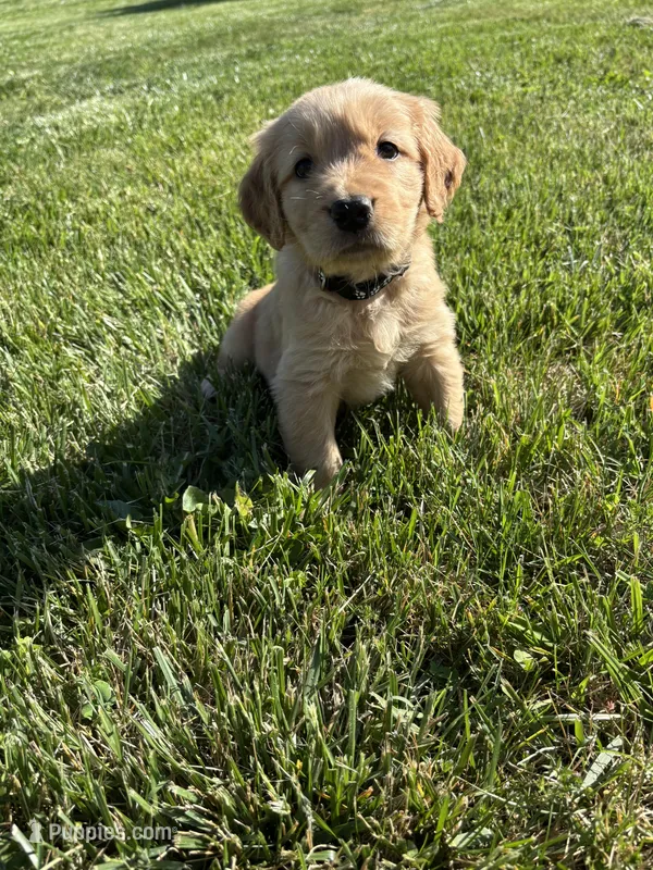 Jack – Golden Retriever puppy for sale in Cookeville, TN