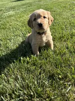Jack, a male Golden Retriever for sale in Cookeville, TN – Photo 1 of 5