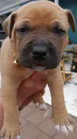 I just call him baby boy but you can name hjnneye, a male American Pit Bull Terrier for sale in Eugene, OR – 2 of 9