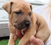 I just call him baby boy but you can name hjnneye, a male American Pit Bull Terrier for sale in Eugene, OR – 8 of 9