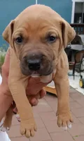 I just call him baby boy but you can name hjnneye, a male American Pit Bull Terrier for sale in Eugene, OR – 6 of 9