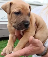 I just call him baby boy but you can name hjnneye, a male American Pit Bull Terrier for sale in Eugene, OR – 4 of 9