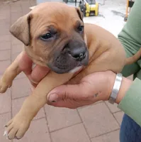 I just call him baby boy but you can name hjnneye, a male American Pit Bull Terrier for sale in Eugene, OR – 5 of 9