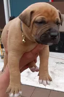 I just call him baby boy but you can name hjnneye, a male American Pit Bull Terrier for sale in Eugene, OR – 1 of 9
