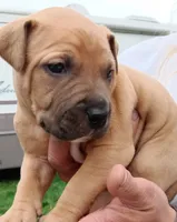 I just call him baby boy but you can name hjnneye, a male American Pit Bull Terrier for sale in Eugene, OR – 7 of 9
