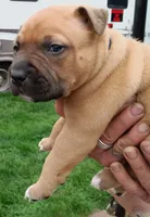 I just call him baby boy but you can name hjnneye, a male American Pit Bull Terrier for sale in Eugene, OR – 9 of 9