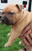 I just call him baby boy but you can name hjnneye, a male American Pit Bull Terrier for sale in Eugene, OR – 3 of 9