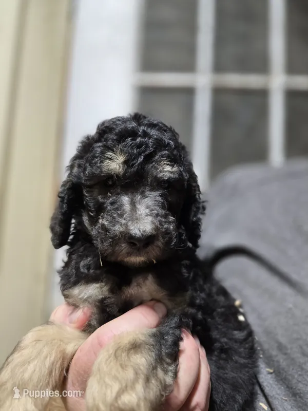 Tali Pink – Poodle - Standard  puppy for sale in Merino, CO