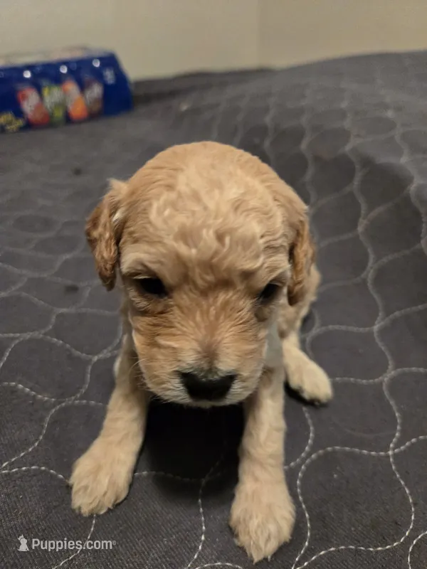 Bella Male3 – Miniature Goldendoodle puppy for sale in Merino, CO