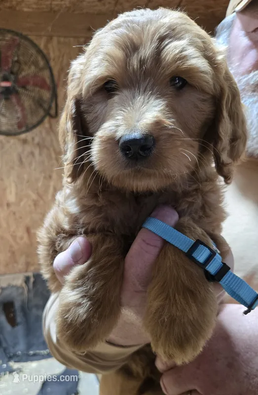 Chloe Blue – Goldendoodle puppy for sale in Merino, CO