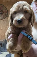 Chloe Blue, a male Goldendoodle for sale in Merino, CO – 1 of 1