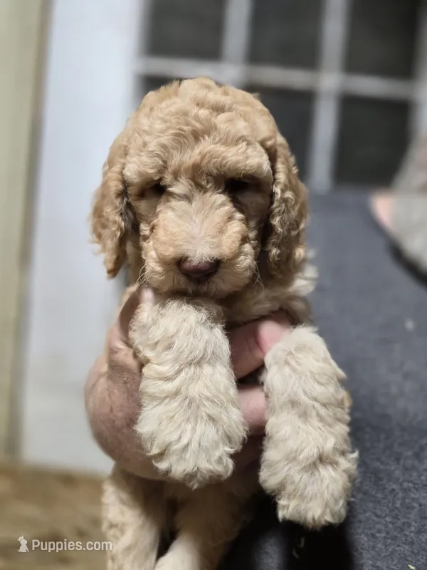 Tali Green – Poodle - Standard  puppy for sale in Merino, CO