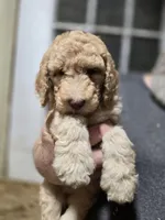 ATali Green, a female Poodle - Standard  for sale in Merino, CO – 1 of 2