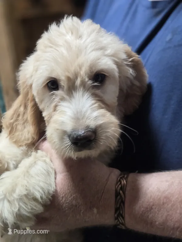 Mable girl3 – Goldendoodle puppy for sale in Merino, CO