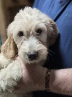 Mable girl3, a male Goldendoodle for sale in Merino, CO – 1 of 1