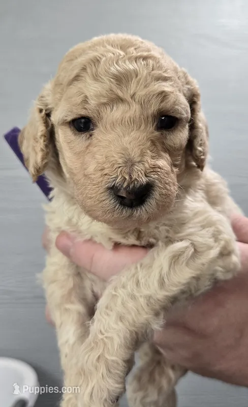 Tali Purple – Poodle - Standard  puppy for sale in Merino, CO