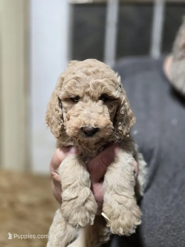 Tali Purple – Poodle - Standard  puppy for sale in Merino, CO