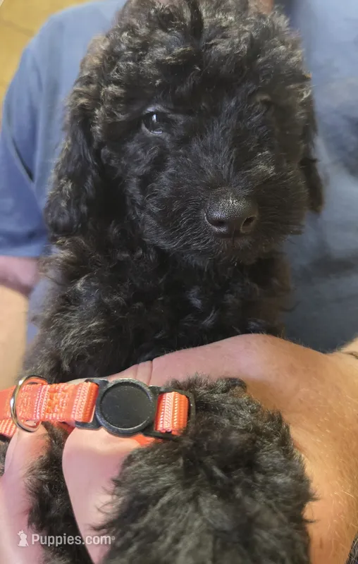 Orange Male – Miniature Goldendoodle puppy for sale in Merino, CO