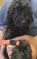 Orange Male, a male Miniature Goldendoodle for sale in Merino, CO – 1 of 2