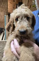 Mable boy1, a male Goldendoodle for sale in Merino, CO – 1 of 1
