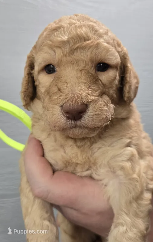 Tali Green – Poodle - Standard  puppy for sale in Merino, CO