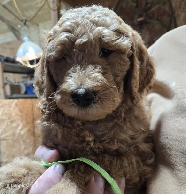 Chloe Green – Goldendoodle puppy for sale in Merino, CO