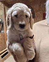 Chloe Brown, a male Goldendoodle for sale in Merino, CO – 1 of 1