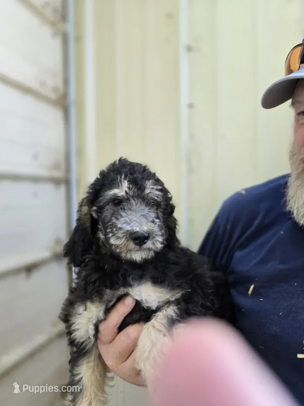 ATali Pink – Poodle - Standard  puppy for sale in Fort Collins, CO