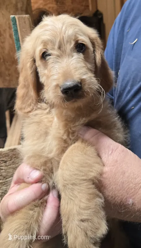 Mable boy3 – Goldendoodle puppy for sale in Merino, CO